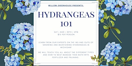 Hydrangeas - 101 primary image