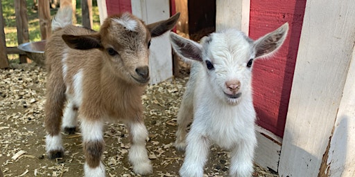 Imagem principal do evento Goat Yoga Nashville- Marvelous May