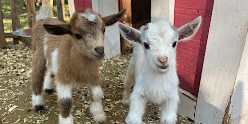Goat Yoga Nashville- Marvelous May primary image