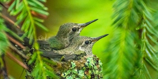 Bird Walk at Nature Trails Park  primärbild