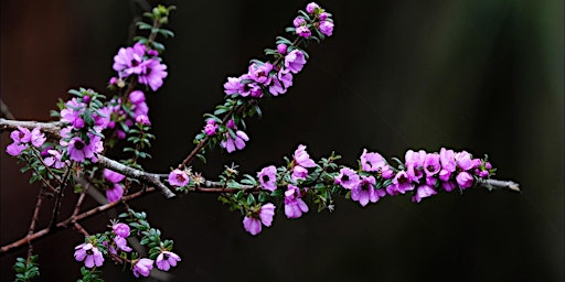 Australian Flora Collection Tour primary image