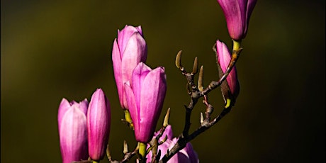 Tree Pruning Basics and Ornamental Care