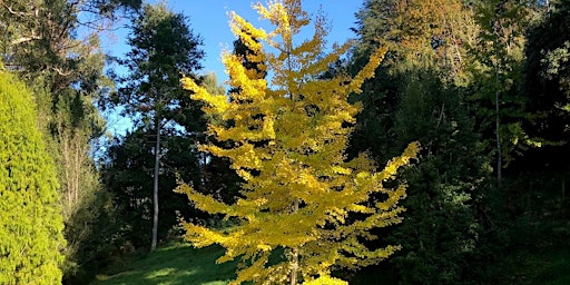 Hauptbild für Rare Plants Walk