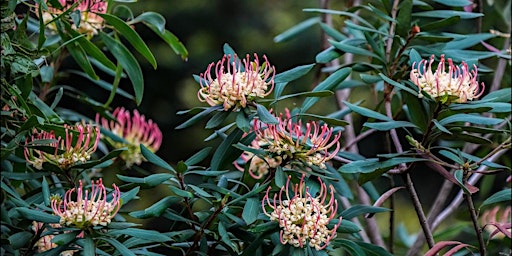 Tasmanian Flora Collection and Arboretum Natives Tour primary image