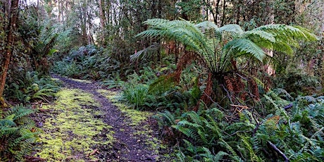 Continents Adrift - Gondwanaland Flora Walk