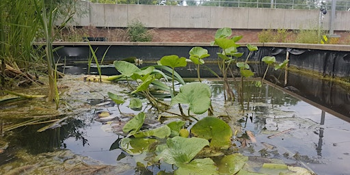 Imagen principal de Aquatic Invertebrate Survey for London Rivers Week