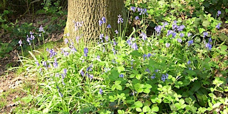 Hauptbild für A Feast of Flowers