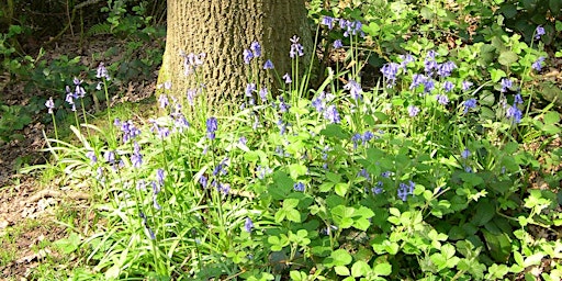 Primaire afbeelding van A Feast of Flowers