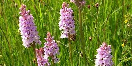 Primaire afbeelding van Flowers in the Grass