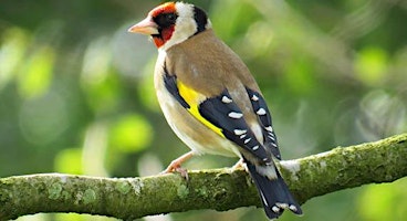 The Birdlife of Astbury Mere primary image