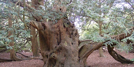 The Mystery of the Yew (Online talk) primary image