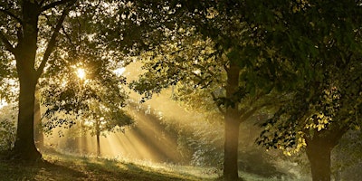 Imagem principal do evento Forest Bathing+ An Introduction at Box Hill, Surrey:  Saturday 6th April