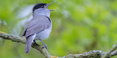 Hauptbild für Dawn Chorus Walk (ECC2801)