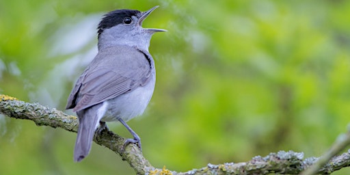 Primaire afbeelding van Dawn Chorus Walk (ECC2801)