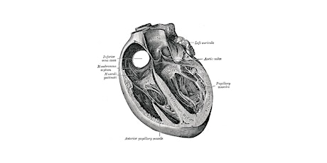 Hauptbild für SHDA Mitral Valve Symposium (Streaming Only) - POSTPONED  