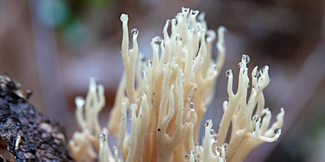 Mushroom Nature Hike - Second Sign up primary image