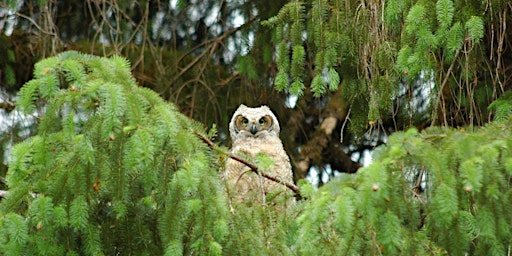 Imagen principal de Normandy Park Owl Prowl at Walker Preserve