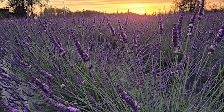 Lavender Essential Oil & Hydrosol Distillation Event primary image