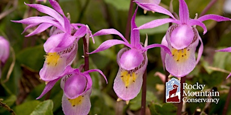 Primaire afbeelding van Native Orchids of Rocky Mountain National Park