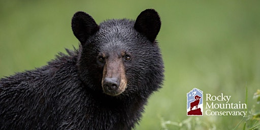 Imagem principal do evento Bears of North America and Rocky Mountain National Park