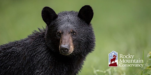 Immagine principale di Bears of North America and Rocky Mountain National Park 