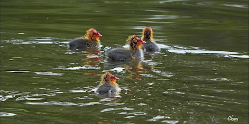 Primaire afbeelding van Spring Birding Walk