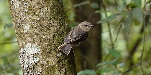 Primaire afbeelding van Spring Bird Survey