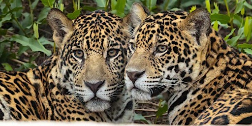 Hauptbild für Jaguars of the Pantanal ~ Photo Tour ~ 2025