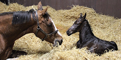 Equine Saturday 13th April, 11am, 2pm primary image