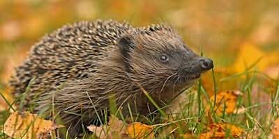 Primaire afbeelding van The Rescue! A talk focusing on rescuing Hedgehogs in Suffolk  ECC2806