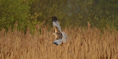 Primaire afbeelding van Morning on the Marshes Springtime Visitors ECC2516