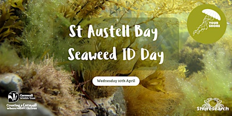 St Austell Bay Seaweed Identification and Shoresearch Day