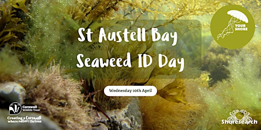 St Austell Bay Seaweed Identification and Shoresearch Day primary image