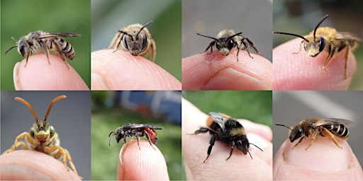 Primaire afbeelding van Irish Bee Identification Workshop