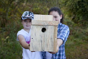 Birdbox making (Gamlingay)