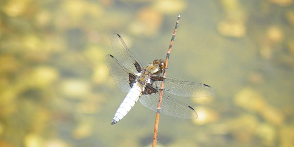 The Dragonflies of Thompson Common