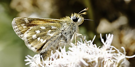 Surrey Butterflies: One Year On