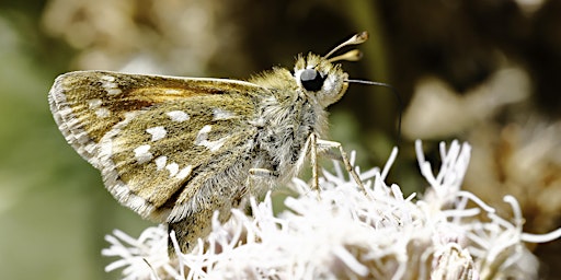 Surrey Butterflies: One Year On  primärbild