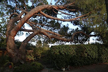 Hauptbild für Beyond Tree Identification: Learning the Secrets of Trees With Annie Novak