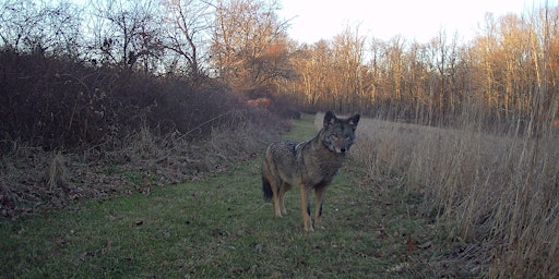 Primaire afbeelding van Coyotes: Behavior, Ecology, and Coexistence