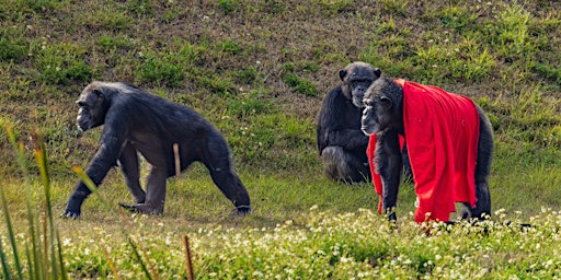 Hauptbild für Save the Chimps Member Day: Sat, March 30, 2024