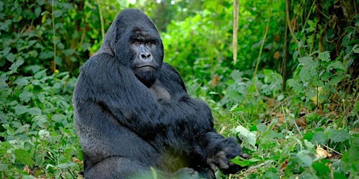 Imagem principal do evento 4-Days Gorilla trekking, Golden Monkeys Safari in Rwanda and Uganda