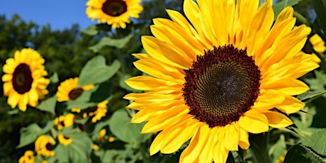 Newhailes Sunflower workshop