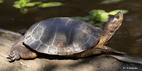 Hike & Learn: Western Pond Turtle Natural History with Dr. Michael Parker primary image