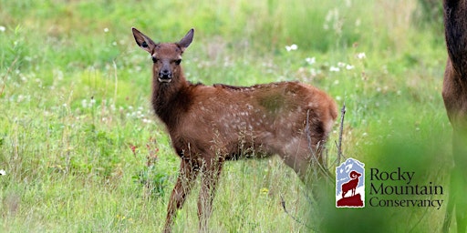 Primaire afbeelding van Lambs, Calves, and Kits: New Life in Rocky Mountain National Park