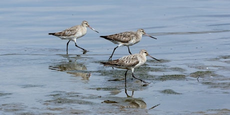 Imagem principal de Introducing Botany Bay Shorebirds