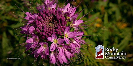 Hauptbild für Wildflower Photography in Rocky Mountain National Park