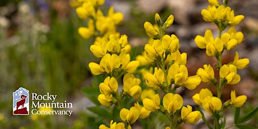 Wildflowers of Rocky Mountain National Park  primärbild