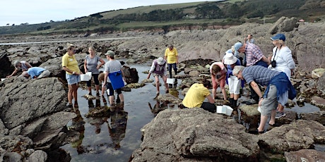 Adults Rockpool Safari