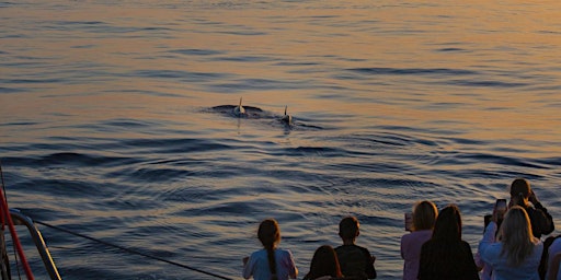 Image principale de Alcudia: Dolphin Watching Trip at Sea